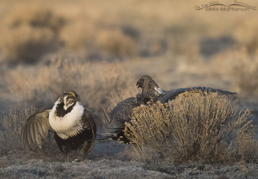 Male Greater Sage-Grouse fighting on a lek