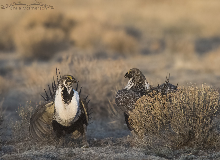 Greater Sage-Grouse males facing off