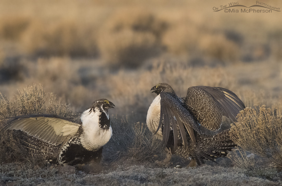 Face off on the Greater Sage-Grouse lek