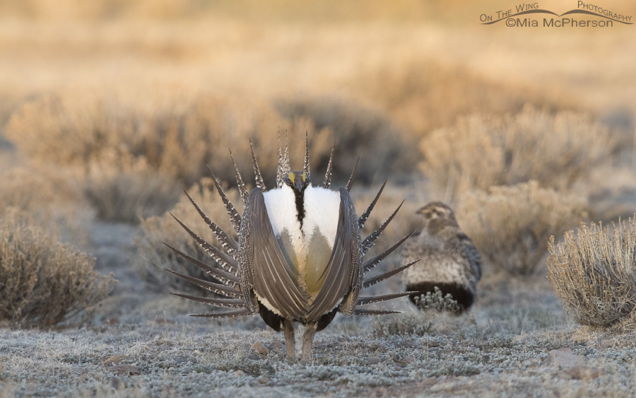 Dawn creeps over the Greater Sage-Grouse lek