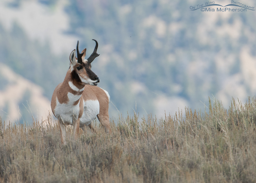 Pronghorn buck in rut showing flehmen response to nearby does