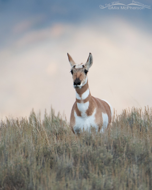 Pronghorn doe on the way to Cliff and Wade Lakes, Montana