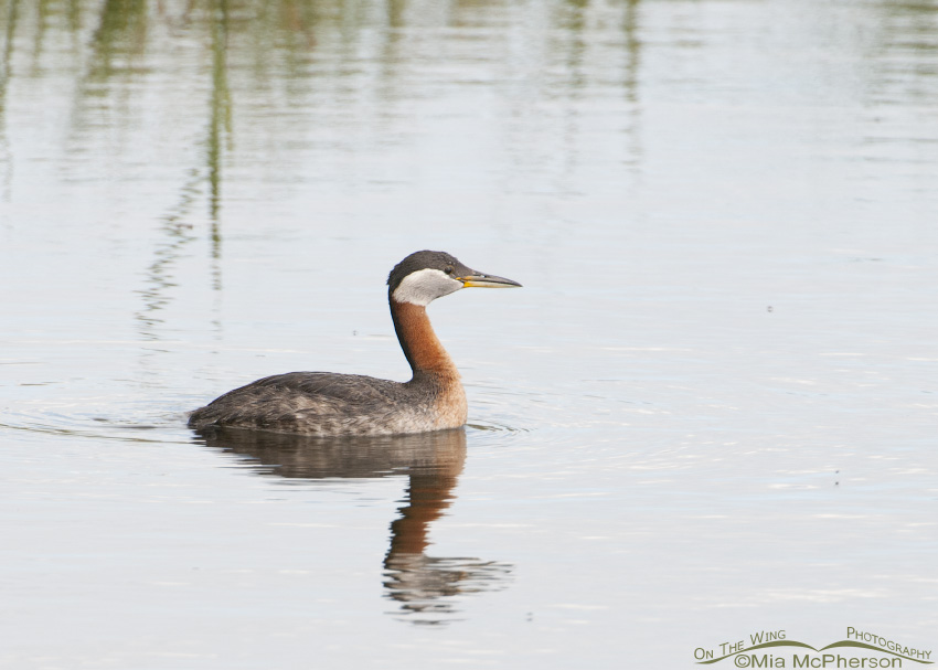 Red-necked Grebe Images