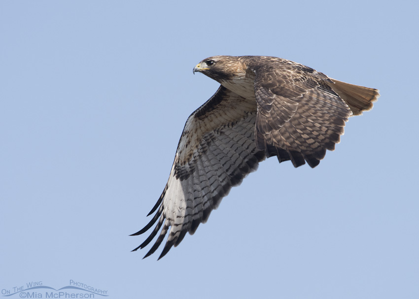 Red-tailed Hawk near Grantsville