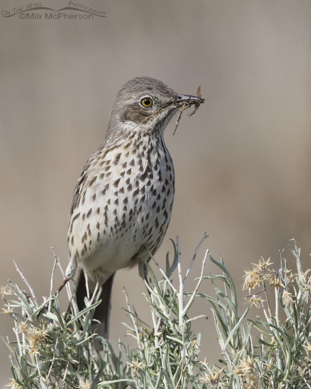 Sage Thrasher with nesting materials