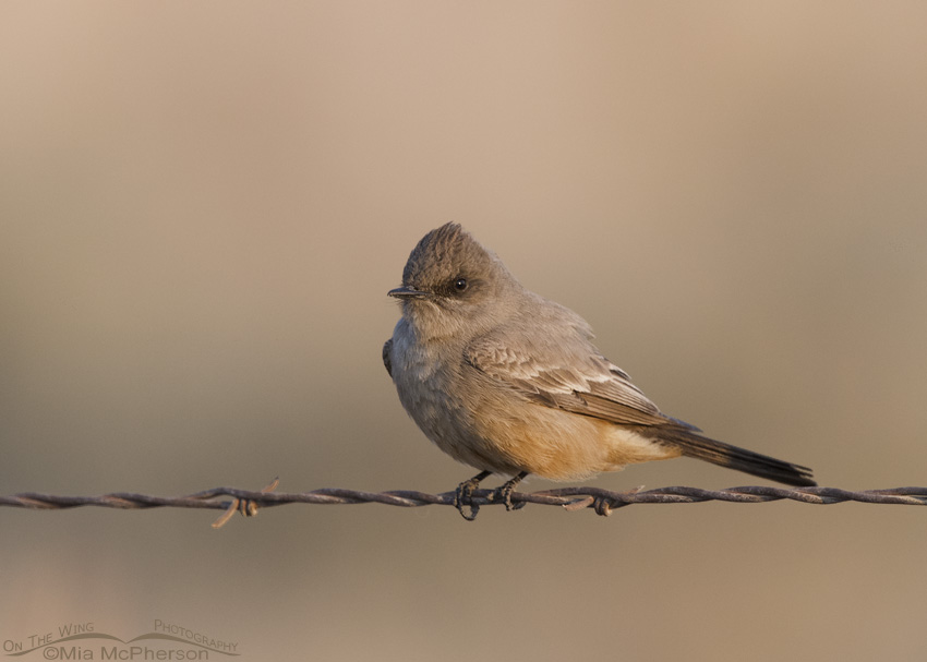Say's Phoebe in soft morning light