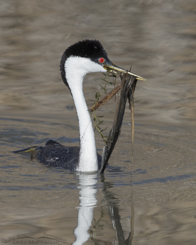 Western Grebe with water weeds, part of their mating weed ceremony. Bear River Migratory Bird Refuge, Box Elder County, Utah