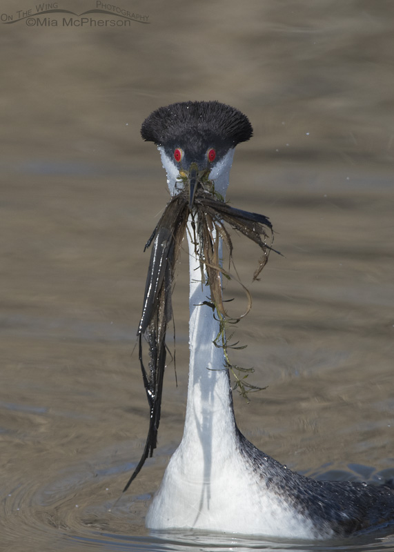 Head on Western Grebe with weeds