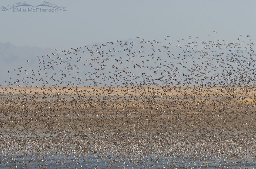 Wilson's Phalarope flock over the Great Salt Lake