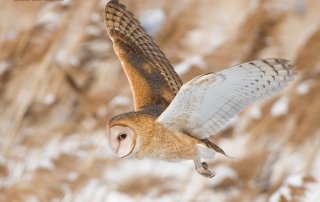 Barn Owl flying over a snowy wetland