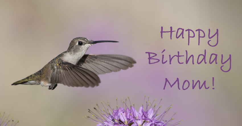 Female Black-chinned Hummingbird hovering over flowers