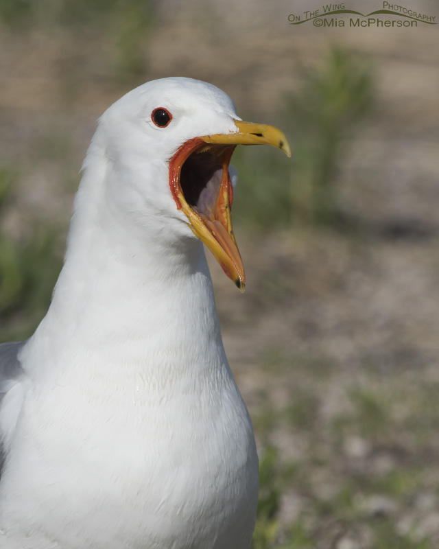 A California Gull with its bill open
