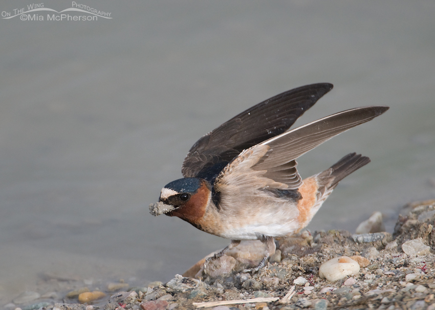 Cliff Swallow collecting mud for its nest