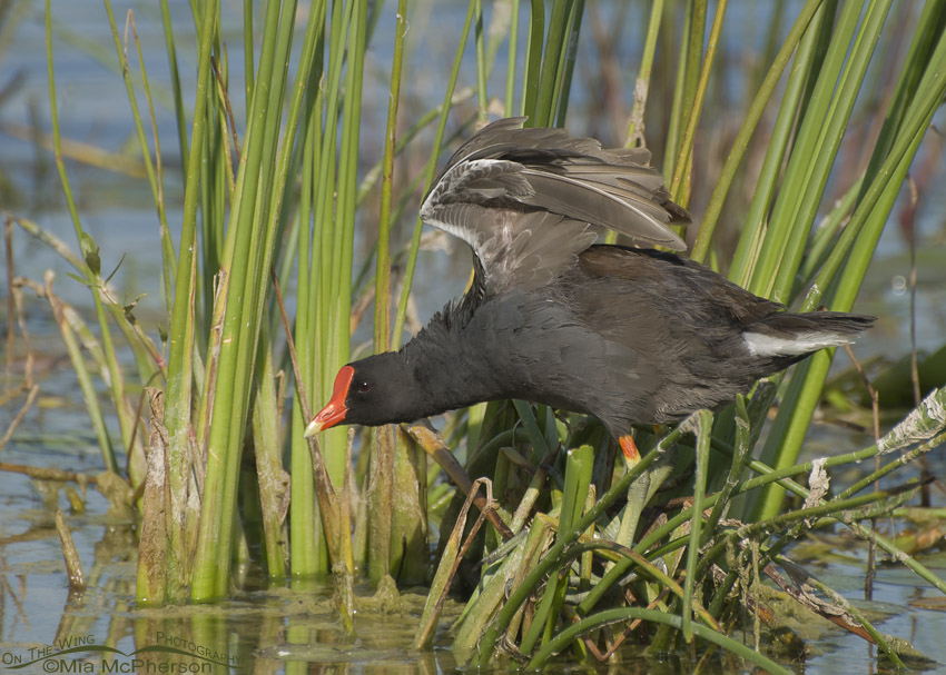 Common Gallinule wing lift