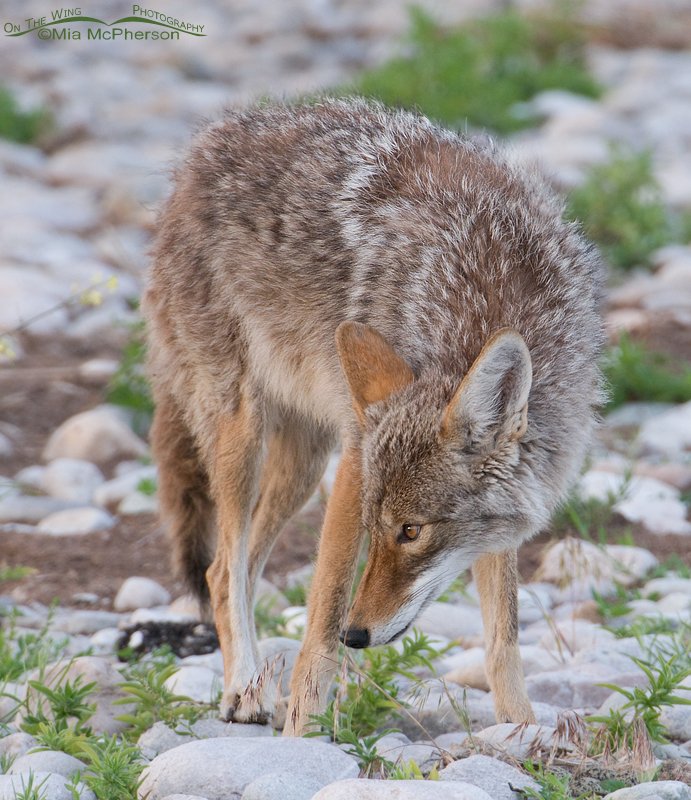 Can you see what the Coyote was after?