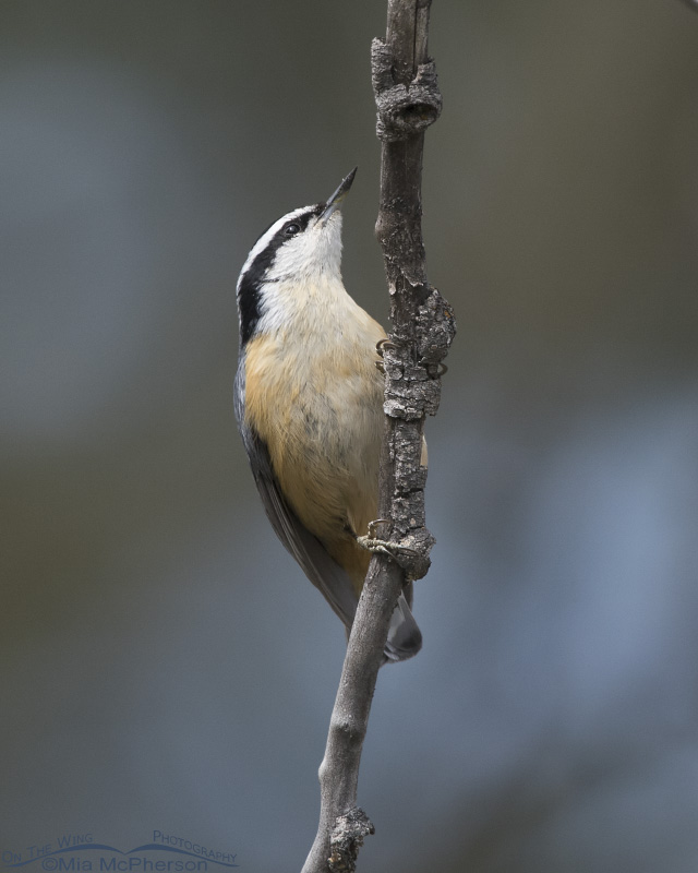 Red-breasted Nuthatch in the Targhee National Forest
