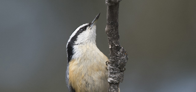Red-breasted Nuthatch in the Targhee National Forest thumbnail