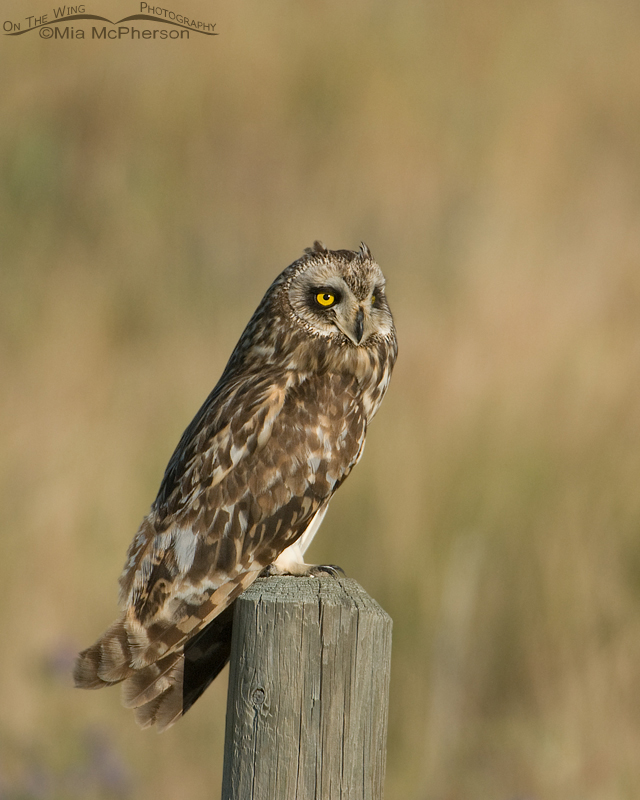 Surprise Short-eared Owl, Glacier County, Montana