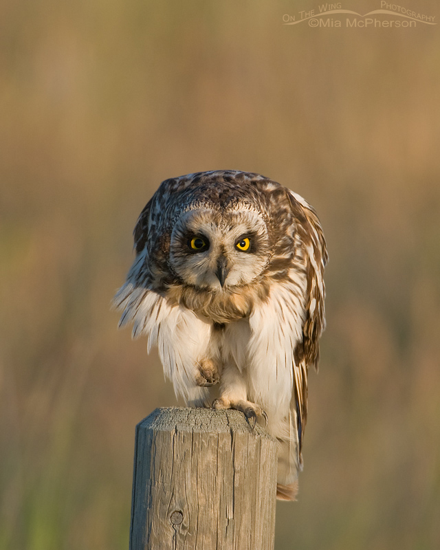 Staring Short-eared Owl