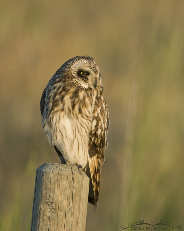 Squinting Short-eared Owl, Glacier County, Montana