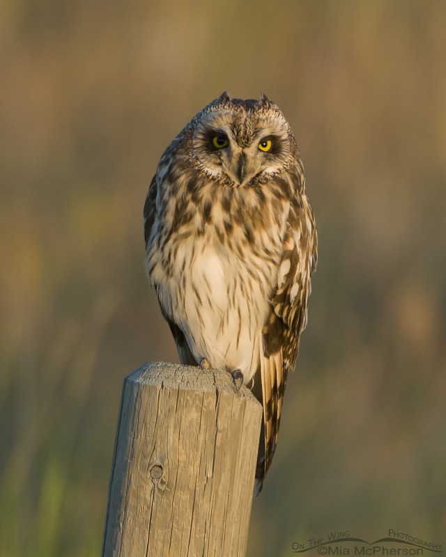 Short-eared Owl perched on a leaning post
