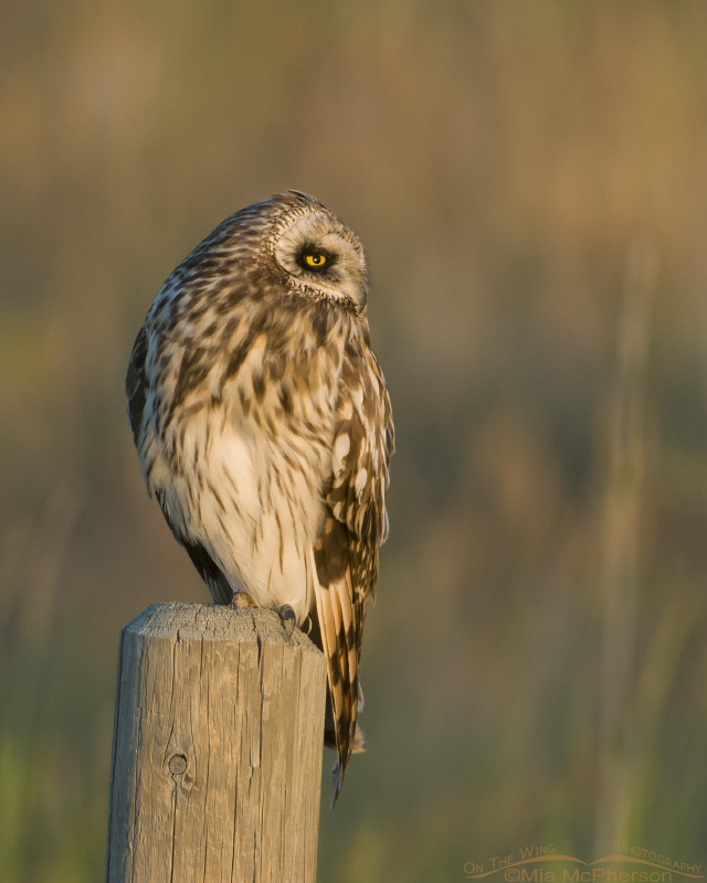 Short-eared Owl perched on a post close to sunset