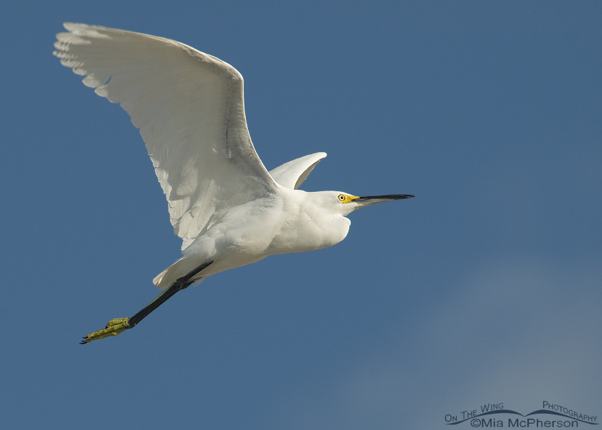 Adult Snowy Egret in flight