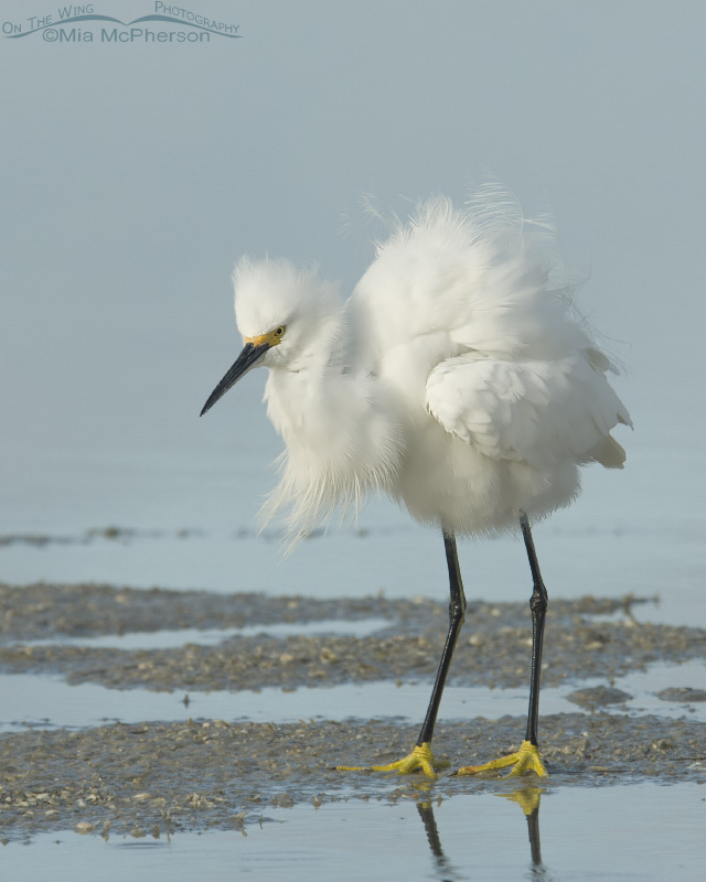 Bad Hair Day for a Snowy Egret, Fort De Soto County Park, Pinellas County, Florida