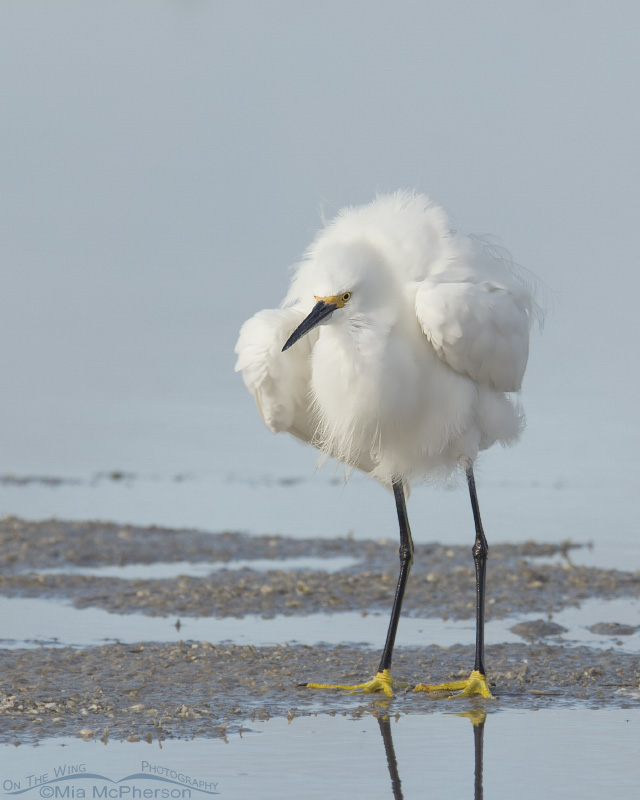 Snowy Egret - Bad Hair Day, Fort De Soto County Park, Pinellas County, Florida