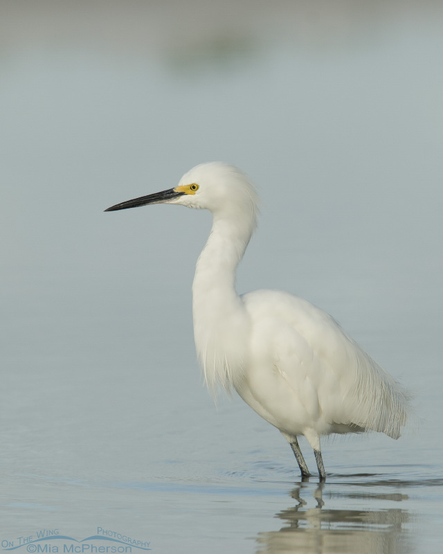 Snowy Egret wading in tidal pool, Fort De Soto County Park, Pinellas County, Florida