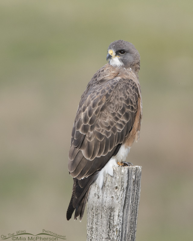 A male Swainson's Hawk in Beaverhead County