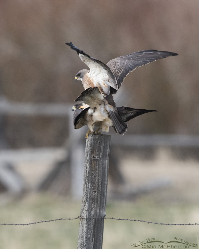 Copulating pair of Swainson’s Hawks, Beaverhead County, Montana