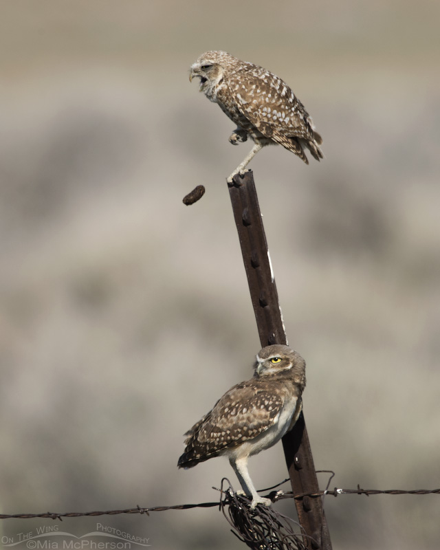 Adult female Burrowing Owl casting a pellet with a juvenile perched below
