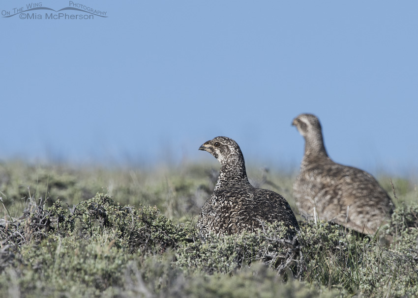 Pair of Greater Sage-Grouse on a June morning