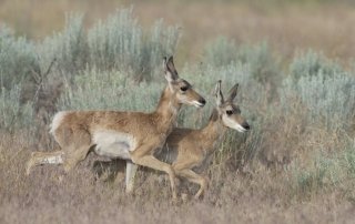 Young Pronghorn fawns running side by side