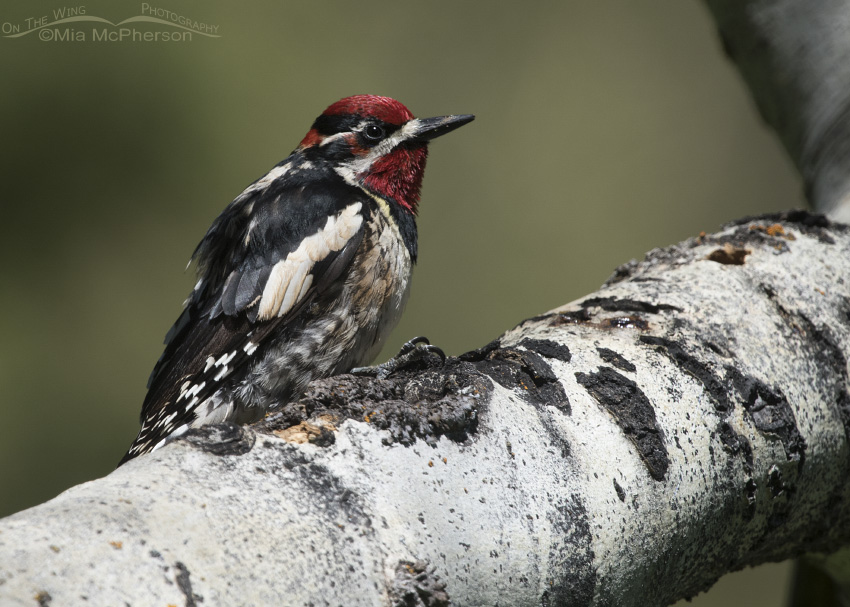 Male Red-naped Sapsucker perched on an Aspen
