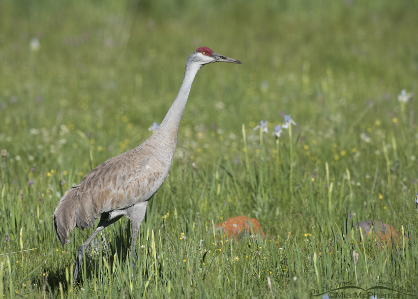 Field of Wildflowers and a Sandhill Crane