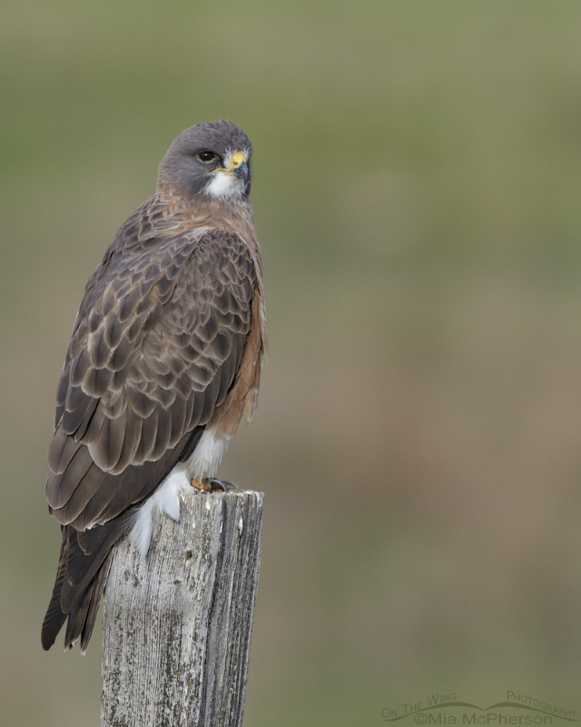 Swainson's Hawk male on an old fence post