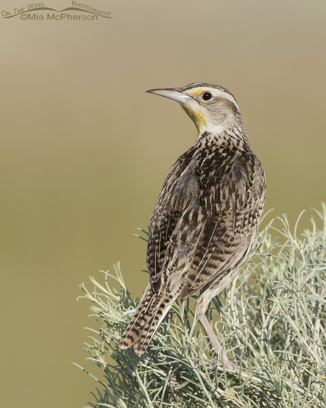 Back view of a young Western Meadowlark