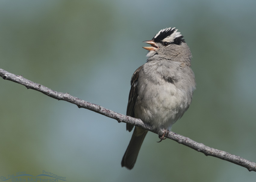 Singing adult White-crowned Sparrow at Red Rock Lakes NWR