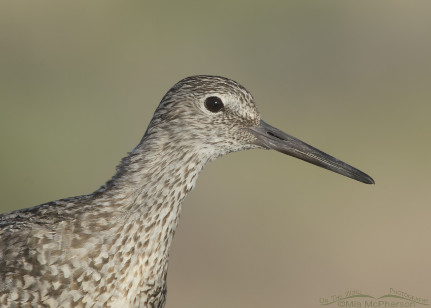 Western Willet Portrait on Antelope Island