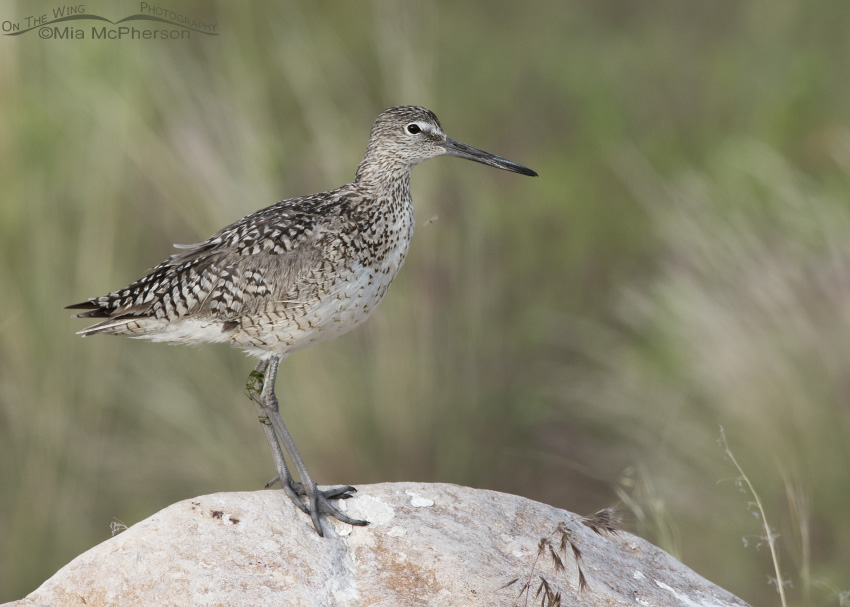 Willet on a rock being bugged