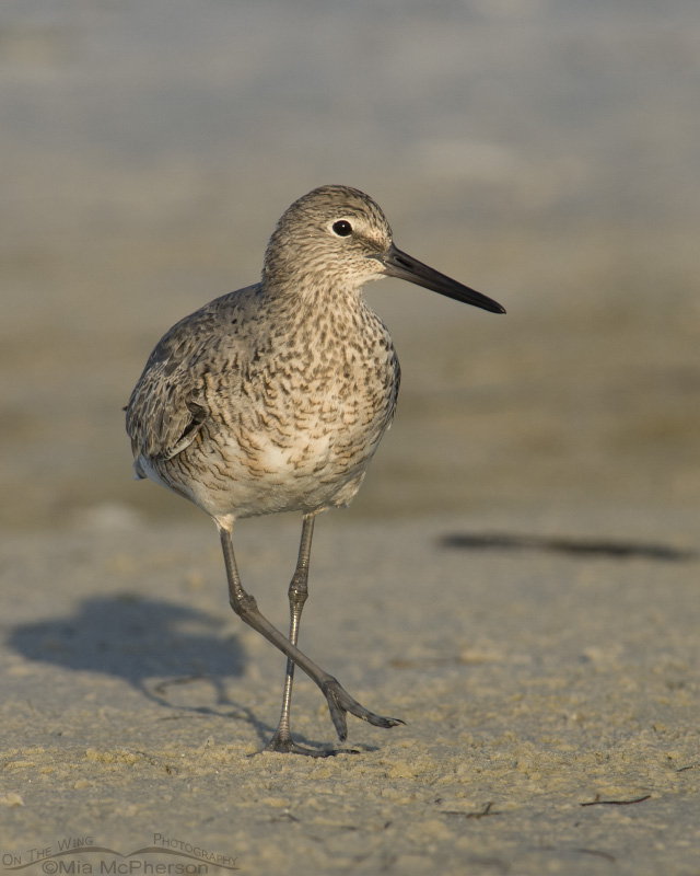 Willet side-stepping