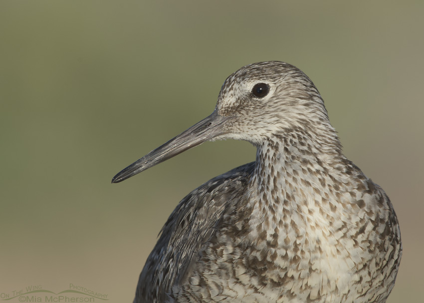 Portrait of a Willet