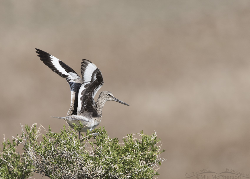 A Western Willet trying to regain its balance on a Greasewood