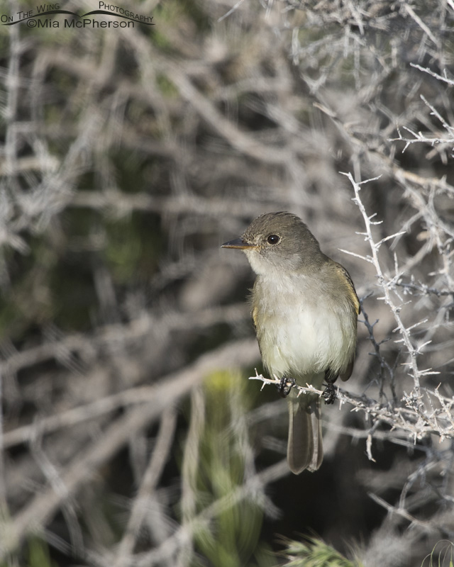 Willow Flycatcher on a dead Greasewood, Antelope Island State Park, Davis County, Utah