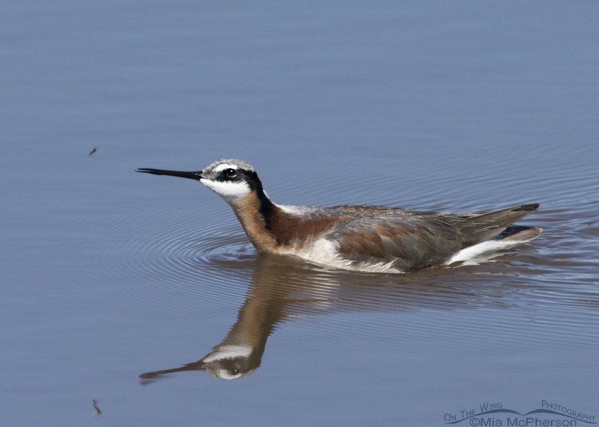 Wilson's Phalarope and a Midge