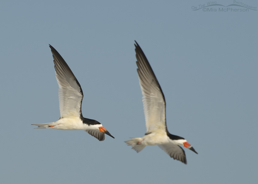 Black Skimmer adults in flight