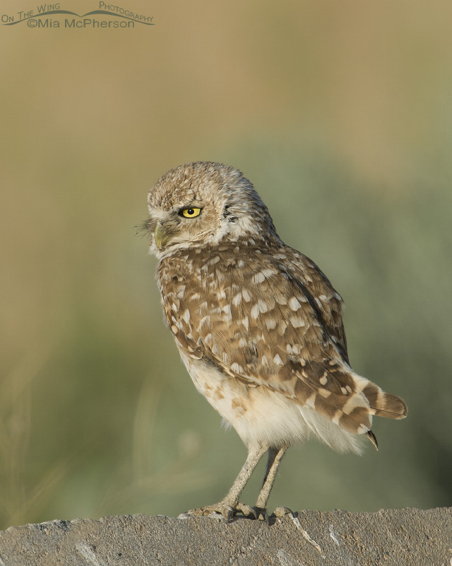 Serious looking adult Burrowing Owl