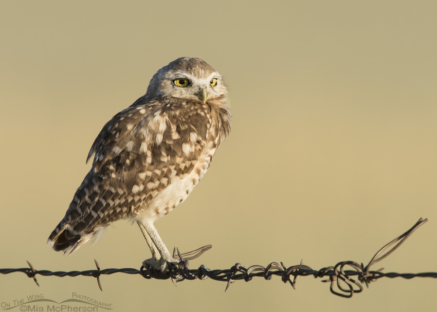 Young Burrowing Owl in early morning light